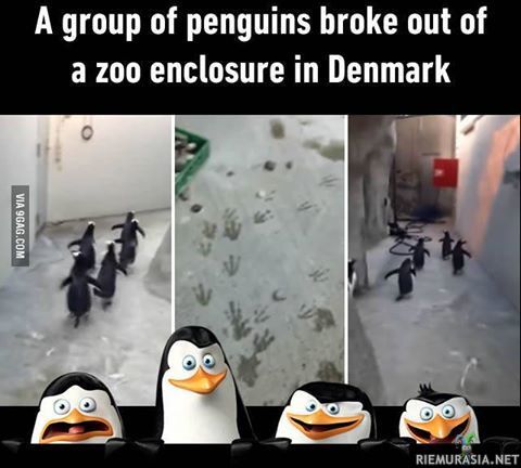 Pingviinit otti hatkat! - Pingut kattonu liikaa Madagascaria