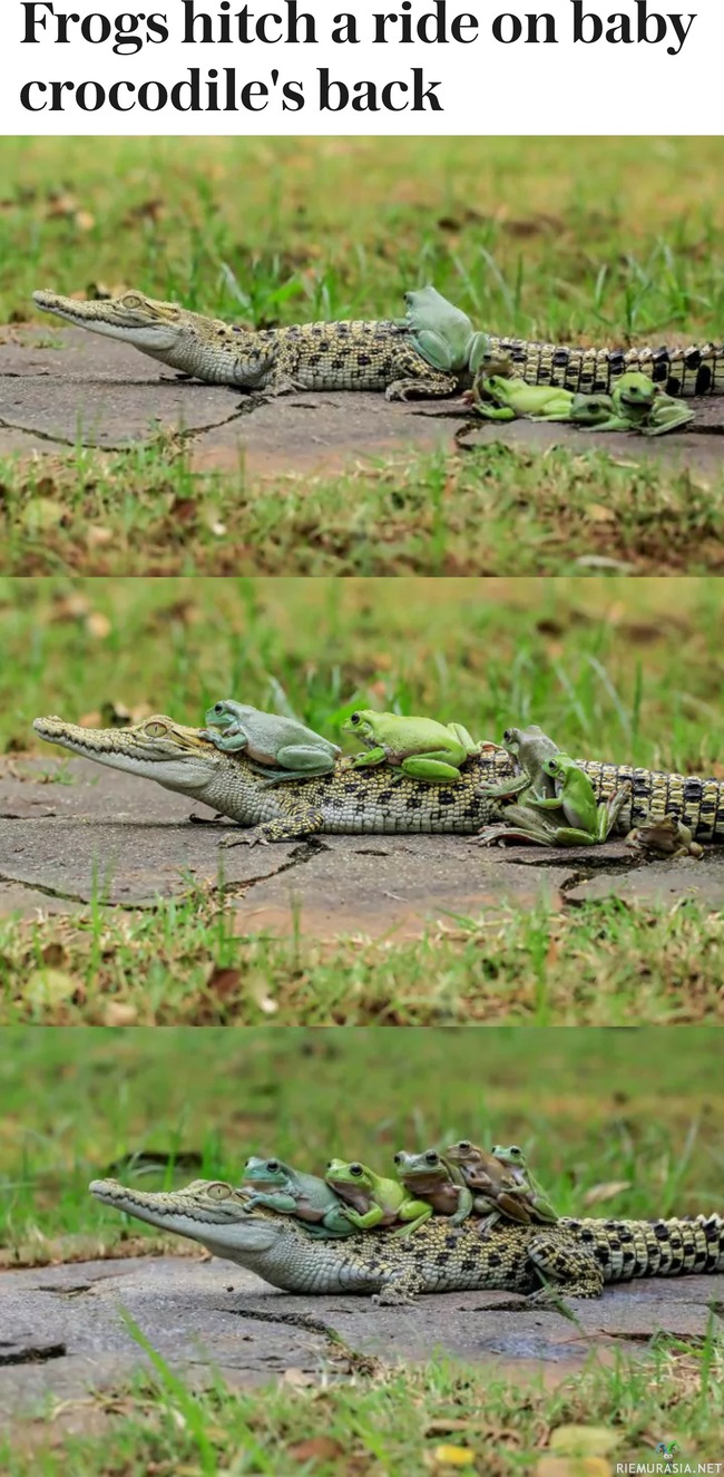 Sammakoiden kyyti - Nuori krokotiili toimii sammakkobussina.