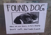 Koira löydetty