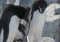 Pingviininaaras vaihtaa kumppanin