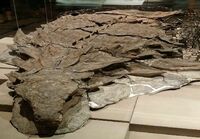 110 miljoonaa vuotta vanha muumioitunut dinosaurus