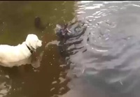 Koira pyydystää kalan