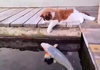 Kissa on kalan kaveri