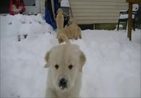 Koirat lumessa