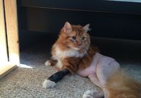 Kissa toipuu leikkauksesta