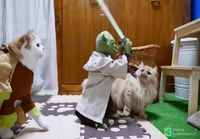 Mestari Yoda kissan leluna