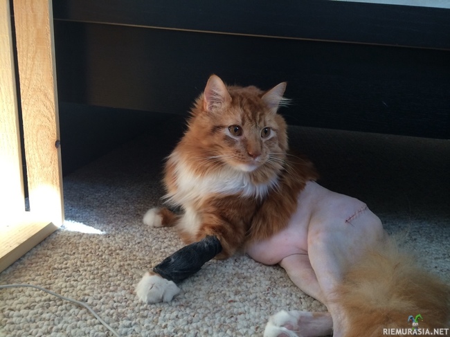 Kissa toipuu leikkauksesta - Kissa näyttää ihan kuin se olisi ilman housuja leikkauksen jäljiltä