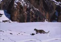 lumileopardi metsästää
