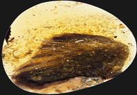 Angel - 100 miljoonaa vuotta vanha "dinosauruksen siipi" meripihkassa
