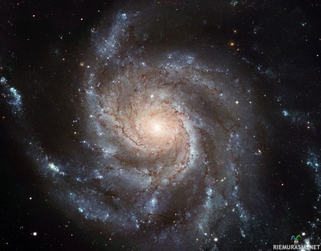 Pinwheel Galaxy - Tuulimyllygalaksi, ranskalaisen astronomi/komeetanmetsästäjä Charles Messierin 1700-luvulla kasaaman &quot;tämä ei ole komeetta&quot;-listan kohde #101 eli M101. Tuulimyllygalaksi sijaitsee n. 20-25 miljoonan valovuoden päässä Ison Karhun tähdistössä ja näkyy meille komeasti &quot;kasvotusten&quot;. Se on hyvin samankokoinen, -muotoinen ja -ikäinen Linnunradan kanssa ja sisältää yli tuhat tähtien kutemisaluetta, minkä vuoksi se onkin yksi tutkituimmista &quot;lähialueen&quot; galakseista. Vuonna 2006 jukaistiin suurin Hubble-avaruusteleskoopin siihen asti ottama kuva, 15,852 × 12,392 pikselin otos Tuulimyllygalaksista. Kuva kaikessa komeudessaan täällä: http://hubblesite.org/newscenter/archive/releases/2006/10/image/a/