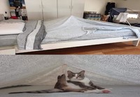 Kissan oma teltta