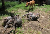 Komeaa kokoa coconut crabseilla