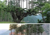 Japanilainen Daisugi-puu