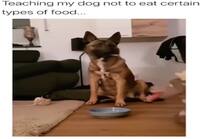 Koiran opetusta mitä syödä ja mitä ei