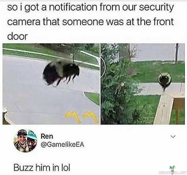 Bee buzzzz