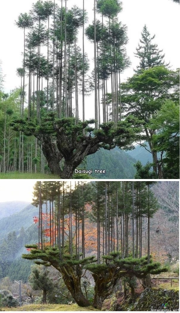 Japanilainen Daisugi-puu - Japanilaisen tekniikan, jota kutsutaan daisugiksi, avulla metsänhoitajat voivat korjata puuta paljon nopeammin. Versot voidaan joko istuttaa (auttaa nopeasti kasvattamaan metsää) tai satokorjata. Samanlaisia tekniikoita löytyy muinaisesta Roomasta, jota kutsuttiin pollardingiksi, ja kaikkialla Euroopassa - erityisesti Britanniassa -, jossa sitä kutsutaan coppicingiksi.

Tuloksena on ohut seetri, joka on sekä joustava että tiheä, joten se on täydellinen valinta perinteisille puukatoille ja palkeille. Daisugi-seetri voidaan korjata 20 vuoden välein, ja kun pohjapuu kestää satoja vuosia, kerätään paljon puuta vain yhdestä puusta.
