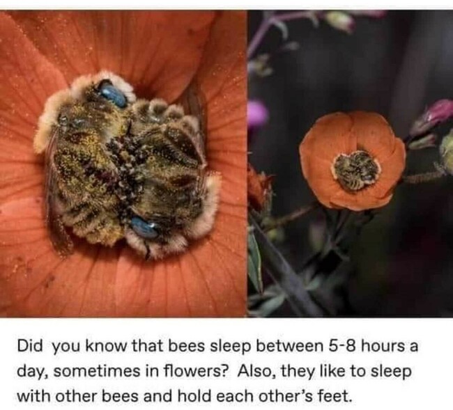 I beelive in love - Mehiläiset ottaa päivätorkut.