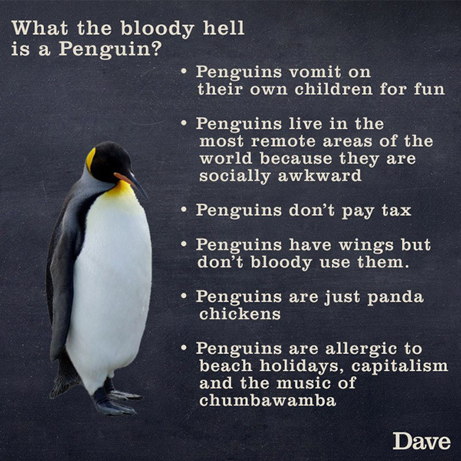 Pingviini-info - Siinäpä ne tärkeimmät.