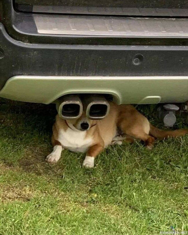 Cool dog