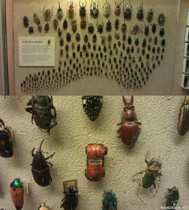 A world of beetles