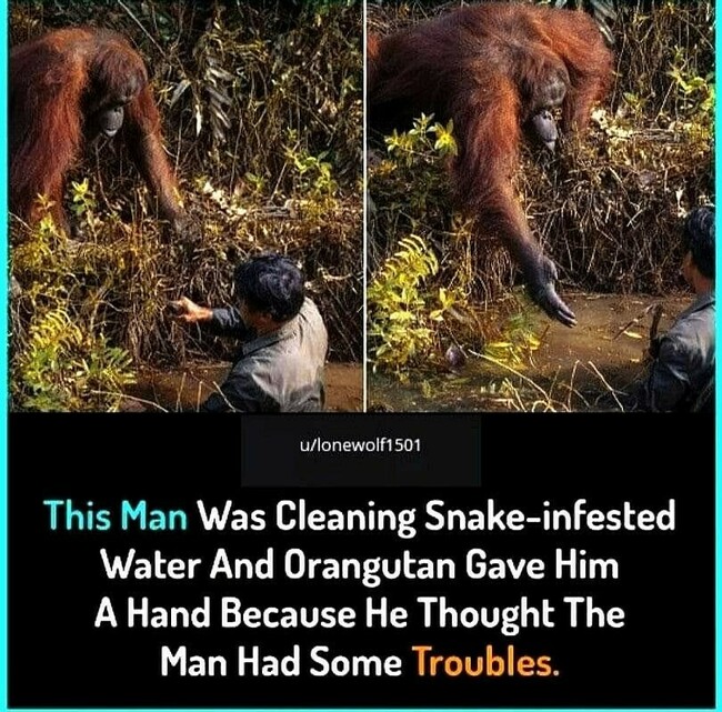 Auttavainen orangutangi