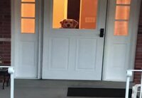 Koira ikkunassa
