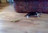 Lisko vs Kissa