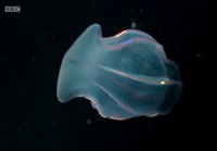 Syvänmeren meduusa