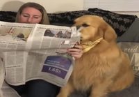 Koira & sanomalehti