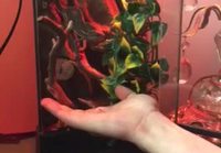 Kameleontti syö kädestä