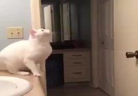 Kissan hyppy oven päälle