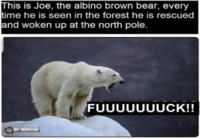 Albiinon karhun karu elämä