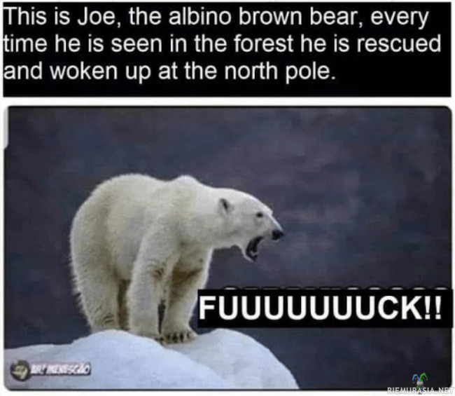 Albiinon karhun karu elämä