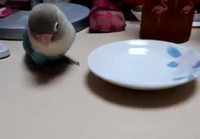 Papukaija leikkii lautasella