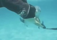 Delfiini kutittelee veden alla