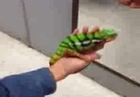 Kameleontti vaihtaa väriä