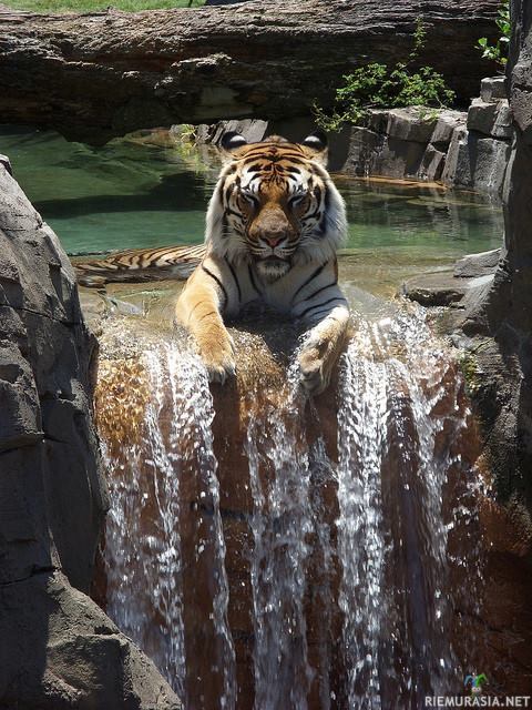 Tiikeri nautiskelee - Tiikeri lepäilee pienellä vesiputouksella