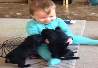 Pikkulapsi koiranpentujen pusuhyökkäyksen kohteena