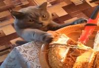 Kissa maistelee kakkua
