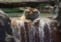 Tiikeri nautiskelee