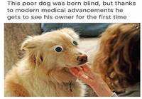 Sokeana syntynyt koira sai uudet silmät