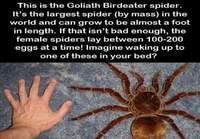 Maailman suurin hämähäkki