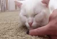 Nukkuvan kissan nenän koskeminen