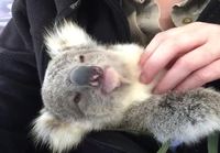 Koalalle rapsutuksia