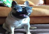 Koiran hassut lasit