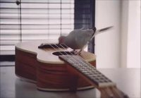 Lintu soittelee kitaraa