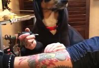 Koira tatuointitaiteilijana