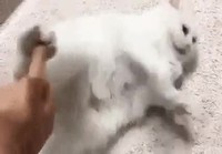 Kissa menee rikki tassuun koskemisesta