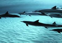 Delfiiniparvi uiskentelee