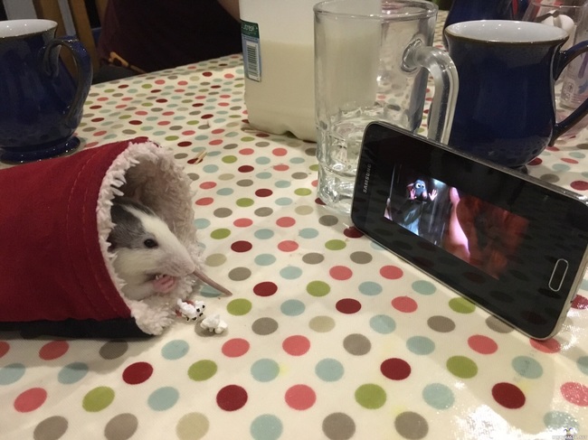 Rotan elokuvahetki - Rotta katselee elokuvaa sekä syö popcornia